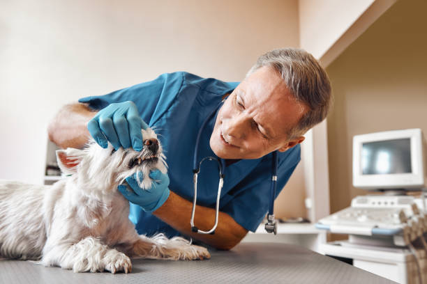 Best Emergency Root Canal Treatment in Sparks, TX